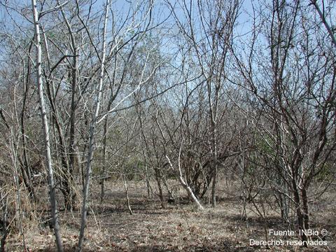 Bosques Deciduo en Venezuela y ubicación