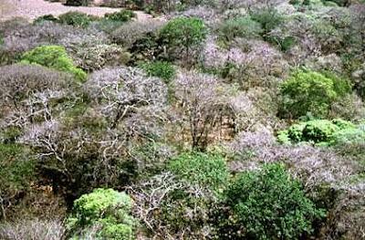 Bosques Deciduo en Venezuela y ubicación