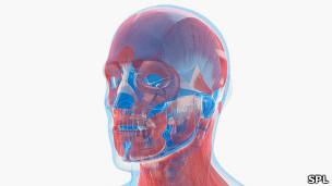 Identifican los genes responsables de la forma de la cara Identifican los genes responsables de la forma de la cara