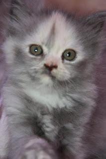 Un coup de foudre Un coup de foudre