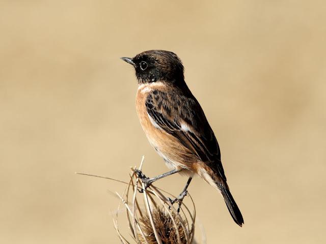 AVES DE NAVARRA-BIRDS OF NAVARRA