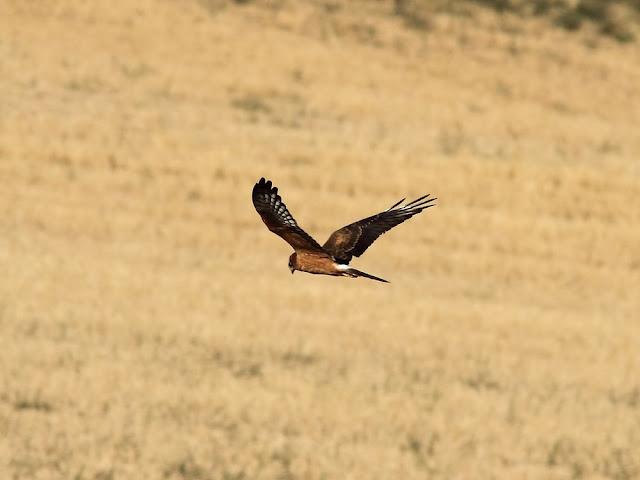 AVES DE NAVARRA-BIRDS OF NAVARRA