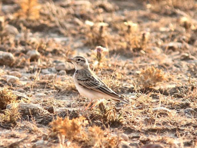 AVES DE NAVARRA-BIRDS OF NAVARRA