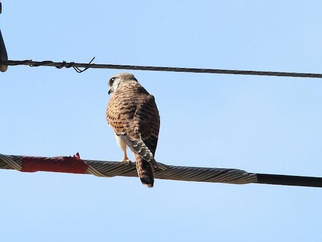 AVES DE NAVARRA-BIRDS OF NAVARRA