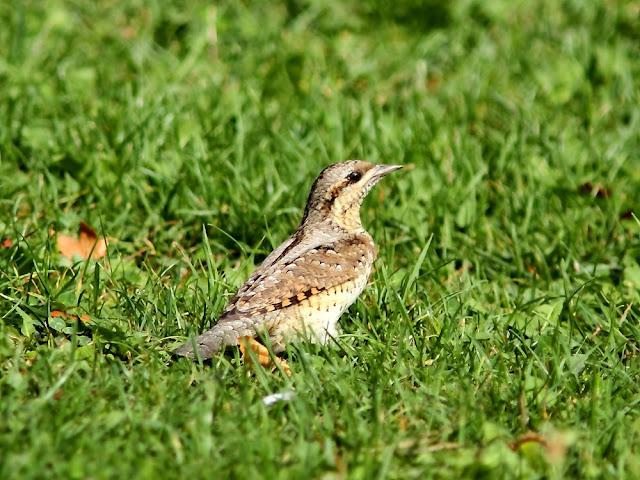 AVES DE NAVARRA-BIRDS OF NAVARRA