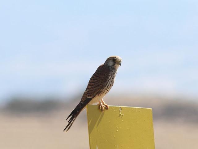 AVES DE NAVARRA-BIRDS OF NAVARRA