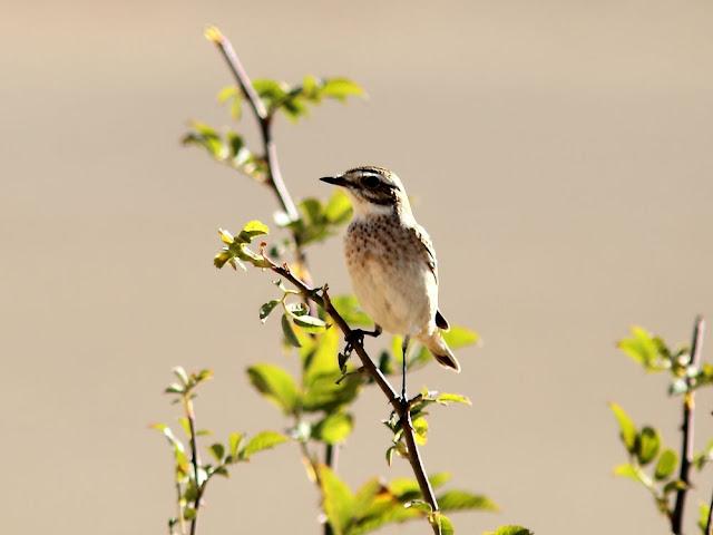 AVES DE NAVARRA-BIRDS OF NAVARRA