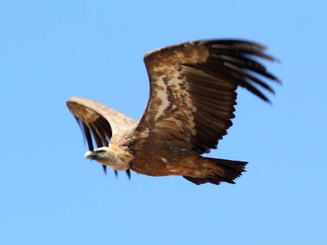 AVES DE NAVARRA-BIRDS OF NAVARRA