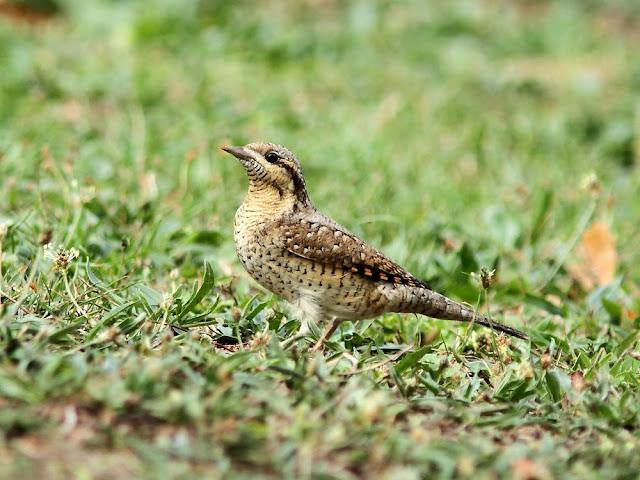 AVES DE NAVARRA-BIRDS OF NAVARRA