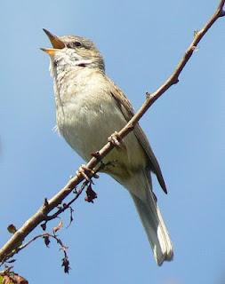 ¡VOLAR ALTO! El lenguaje de las aves y las condiciones del pájaro solitario ¡VOLAR ALTO! El lenguaje de las aves y las condiciones del pájaro solitario