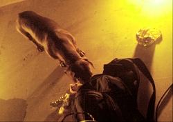 Jazznécdota #35: La hamburguesa Jazznécdota #35: La hamburguesa