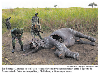 China alienta una matanza sin predecentes de elefantes China alienta una matanza sin predecentes de elefantes