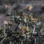 Palo azul, planta medicinal Palo azul, planta medicinal