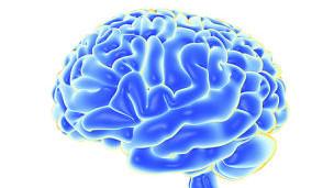 Implante restaura funciones cerebrales en monos Implante restaura funciones cerebrales en monos