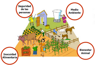 Buenas Prácticas Agrícolas Para la Agricultura (Part. 1)