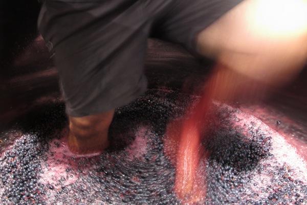 Pisando uva. Saó del Coster. Priorat. Pisando uva. Saó del Coster. Priorat.