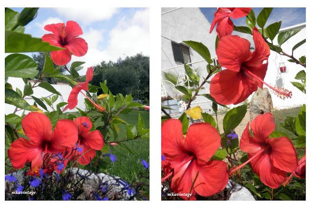 El hibiscus y la trepadora sin nombre