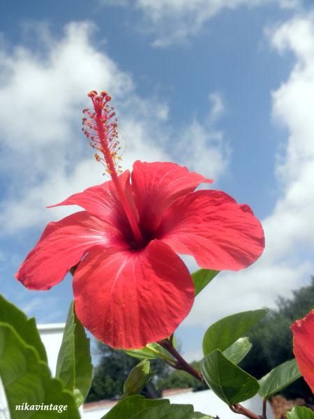 El hibiscus y la trepadora sin nombre