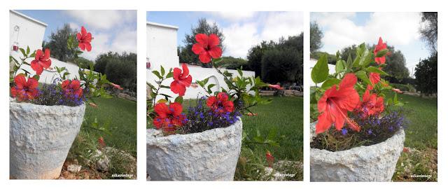 El hibiscus y la trepadora sin nombre