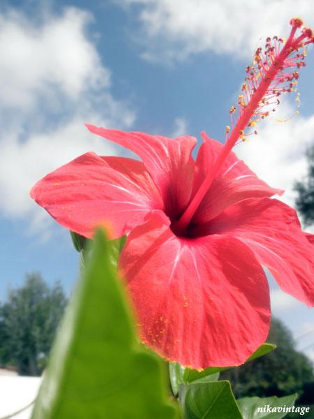 El hibiscus y la trepadora sin nombre