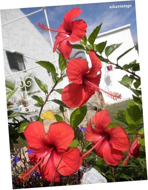 El hibiscus y la trepadora sin nombre