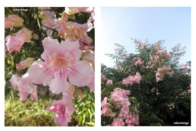 El hibiscus y la trepadora sin nombre