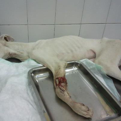 MUY MUY MUY URGENTEEEEEEEEEEEE Foto: MUY MUY MUY URGENTEEEEEEEEEEEE NOMBRE: BIANCA ( hay más fotos,pero son fuertes..) TAMAÑO: GRANDE EDAD: 9 MESES RAZA: GALGA CARACTER: buenisima con personas y se lleva genial con perros. Hace dos días nos dieron el aviso de que había una perrita abandonada en Epila con la patita muy mal. Nada más enterarnos, fuimos a buscarla. Vino hacía nosotros sin miedo, ella ya sabía que nosotros le íbamos a ayudar y le íbamos a buscar un hogar. La llevamos corriendo al veterinario de zaragoza y nos dijo que estaba muy mal.. Le van a amputar la patita a bianca. no queremos pensar que ha podido pasar antes de encontrarnosla, lo que si sabemos es que vamos a luchar por ella y vamos a buscarle el hogar que tanto se merece, porque ella es todo amor, amor que sin conocerte te da y aun estando malita le da a su rabito para decirte gracias, gracias por ayudarme. En unos días la van a operar y necesitamos ayuda para bianca. Hace poco operaron a sephora y ahora no podemos con la operacion de bianca. Pedimos ayuda aunque sea 1€,2€, lo que sea. Bianca tiene muchas ganas de vivir y nosotros de ayudarla. para ayudar: BANCO SABADELL NUMERO DE CUENTA: 0081 5644 31 00010 22307 Gracias. aparmantes@yahoo.es 671 341 402