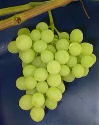 u1uv1 Racimos de uva: la fruta dorada que no engorda  