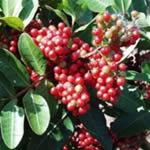 anacahuita, plantas medicinal anacahuita, plantas medicinal