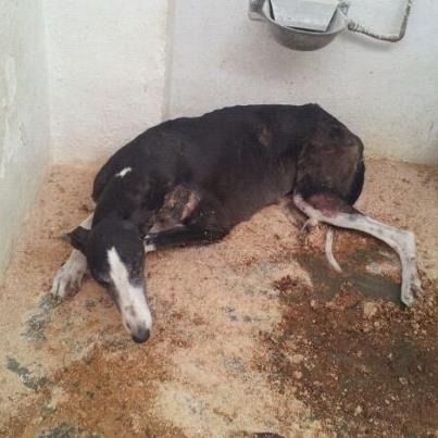 Troya, necesita una acogida Foto: TROYA (GALGA) URGE ACOGIDA O ADOPCION!!GALGA DE UNOS 4 AÑOS,LA HAN TENIDO QUE RESCATAR,AL PARECER SE QUEDO ATASCADA TODA LA NOCHE ENTRE DOS VIVIENDAS Y NO SE PODÍA MOVER.. NO COME,NO PUEDE PONERSE DE PIE Y TIENE TODO EL PECHO AMORATADO,MUY URGENTEEE,URGE ACOGIDA PARA ELLA..!!!!! Máxima Difusión!!!!! EN LA PERRERA DE HELLÍN (ALBACETE) SE ENVÍA A TODAS LAS PROVINCIAS) SI QUIERES ADOPTAR , PREGUNTAR ALGO ESCRIBE (O LLAMA) A UNO DE LOS CONTACTOS : linaortu@gmail.com vicfisioperros@hotmail.com Tfno de contacto: 618 89 71 82 (de 10 a 13 h. dias laborales) Si alguien quiere hacer alguna aportación para sacar a alguno a residencia,primero escribir a uno de los contactos y os pongo datos de la cuenta... DATOS: TITULAR : A.D.A. (asociación defensa animales) SAN FRANCISCO DE ASÍS CAJA MURCIA,nº cuenta: 2043 0316 33 2001204607 BIC CECAESMM043 IBAN ES35 2043 0316 33 2001204607 Paypal: perreradehellin@gmail.com Concepto: poner : Residencia para.......(el nombre del perrito al que querais amadrinar)