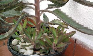 Espinazo del Diablo (Kalanchoe daigremontiana = Bryophyllum daigremontianum)