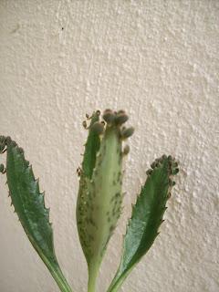 Espinazo del Diablo (Kalanchoe daigremontiana = Bryophyllum daigremontianum)