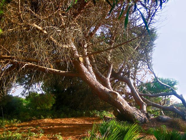 APUNTES DEL NATURAL APUNTES DEL NATURAL