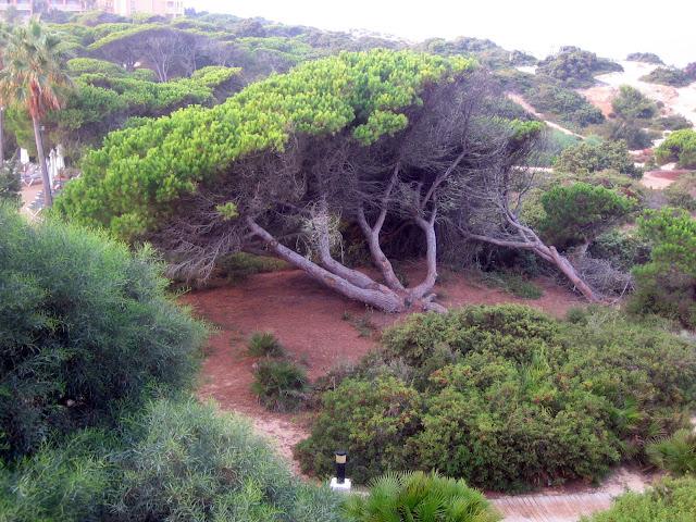 APUNTES DEL NATURAL APUNTES DEL NATURAL