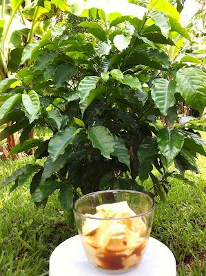 THE MAGIC OF BELLE ISLE y FLAN DE CAFÉ THE MAGIC OF BELLE ISLE y FLAN DE CAFÉ