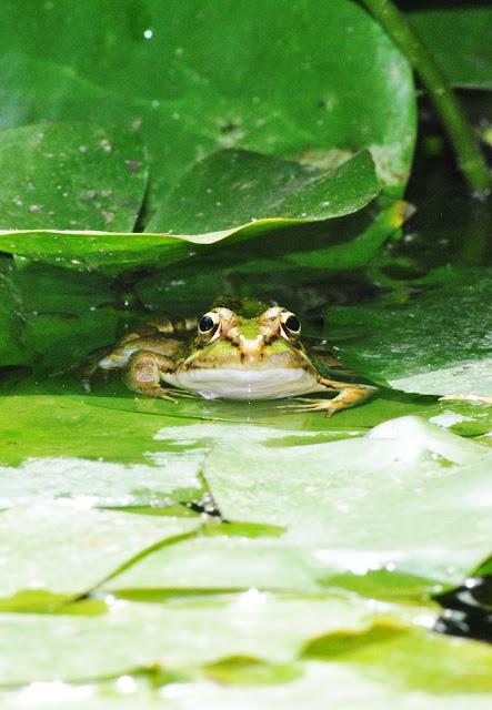 Jardin botanico + Torres Quartz Jardin botanico + Torres Quartz