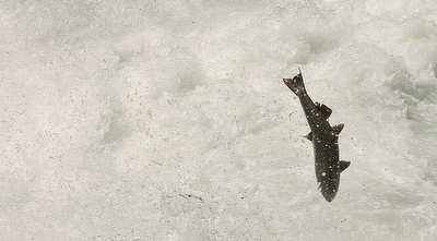 El salmón, la coleta y la colonoscopia El salmón, la coleta y la colonoscopia