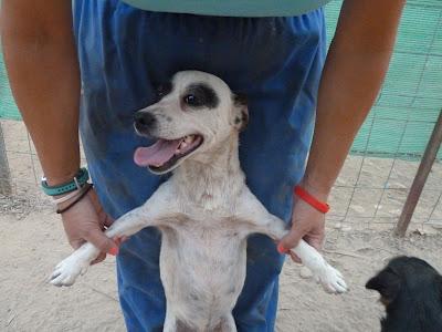 HEMBRAS PEQUEÑAS MALVIVIENDO EN EL CAMPO, PARIENDO CELO TRAS CELO, LOS CACHORROS SE MUEREN, ACOGIDAS URGENTES!!‏ (CÓRDOBA)