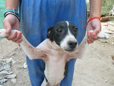 HEMBRAS PEQUEÑAS MALVIVIENDO EN EL CAMPO, PARIENDO CELO TRAS CELO, LOS CACHORROS SE MUEREN, ACOGIDAS URGENTES!!‏ (CÓRDOBA)