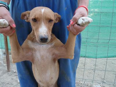 HEMBRAS PEQUEÑAS MALVIVIENDO EN EL CAMPO, PARIENDO CELO TRAS CELO, LOS CACHORROS SE MUEREN, ACOGIDAS URGENTES!!‏ (CÓRDOBA)