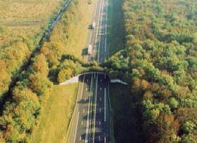 Breve aproximación a los atropellos de fauna Breve aproximación a los atropellos de fauna