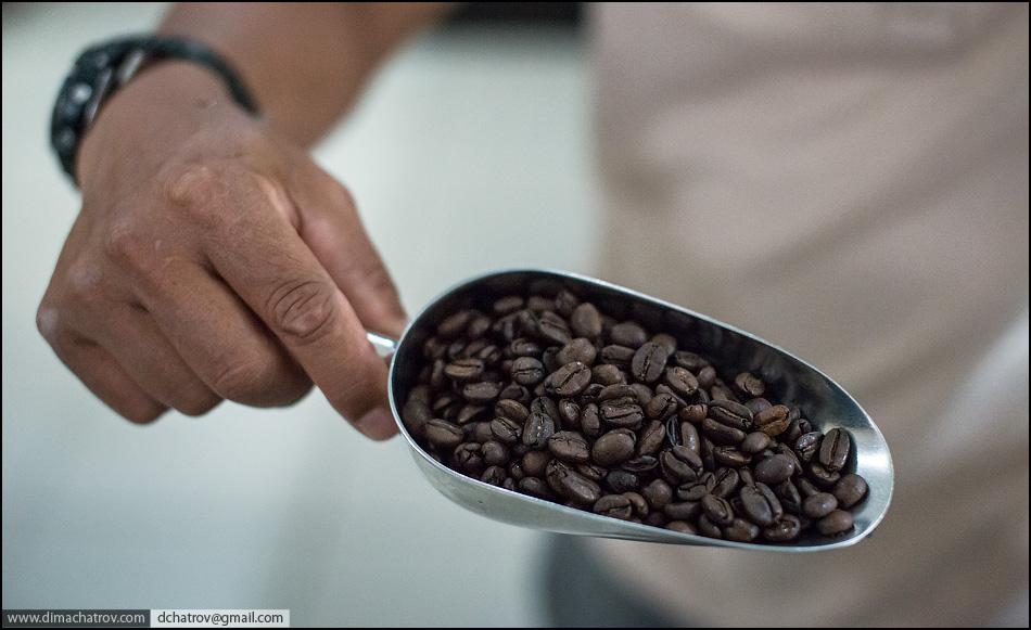 Kopi Luwak, el mejor café del mundo