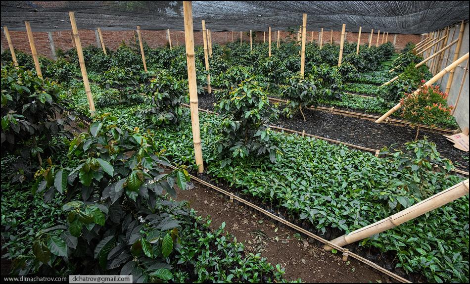 Kopi Luwak, el mejor café del mundo