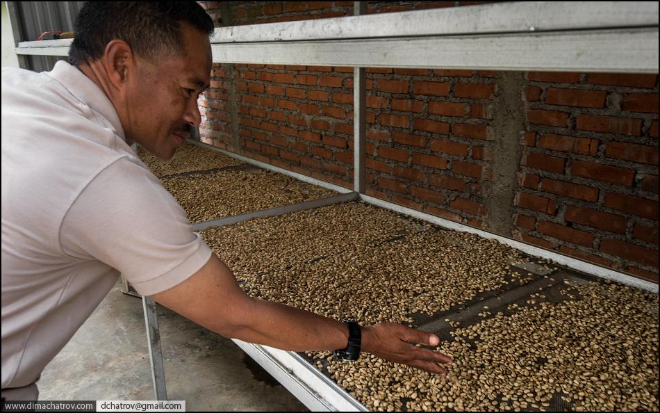 Kopi Luwak, el mejor café del mundo