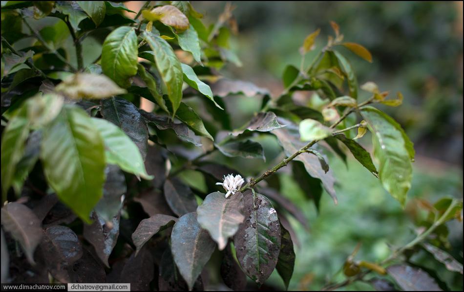 Kopi Luwak, el mejor café del mundo