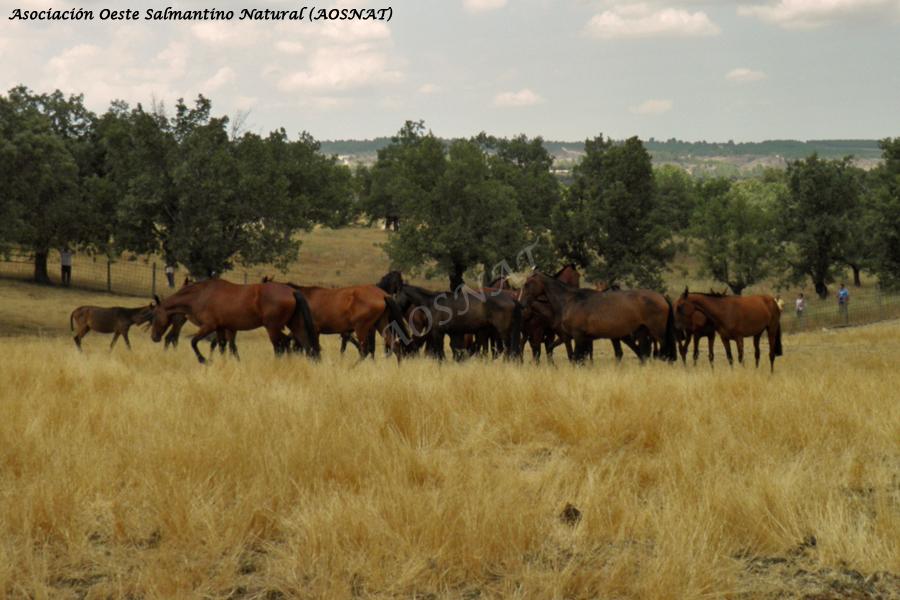 Rewilding, retuertas y un caballo con futuro