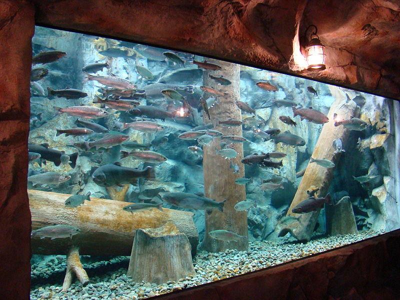 Archivo: CabelasAquarium.JPG