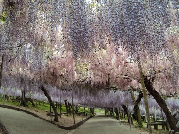 Kawachi Fuji Gardens en Kitakyushu (Japon) Kawachi Fuji Gardens en Kitakyushu (Japon)