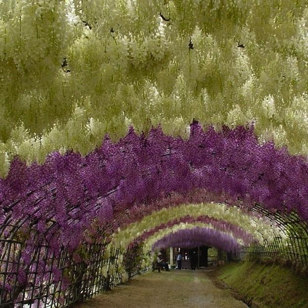 Kawachi Fuji Gardens en Kitakyushu (Japon) Kawachi Fuji Gardens en Kitakyushu (Japon)