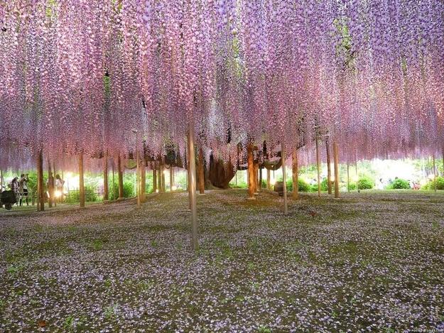 Kawachi Fuji Gardens en Kitakyushu (Japon) Kawachi Fuji Gardens en Kitakyushu (Japon)